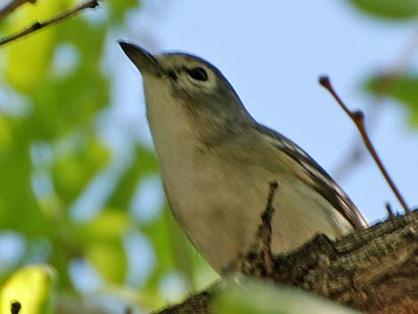 Cassin's Vireo (Vireo cassinii)