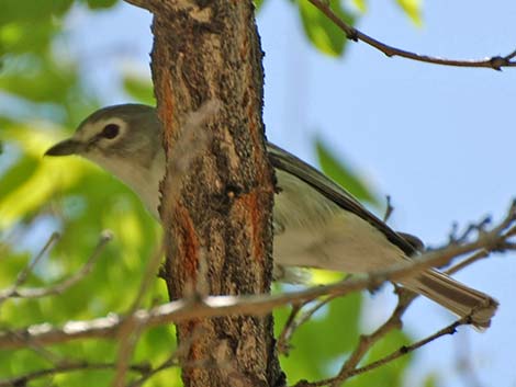 Cassin's Vireo (Vireo cassinii)