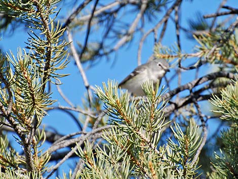 Gray Vireo (Vireo vicinior)