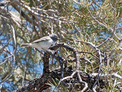 Plumbeous Vireo (Vireo plumbeus)