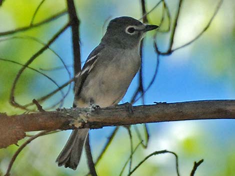 Plumbeous Vireo (Vireo plumbeus)