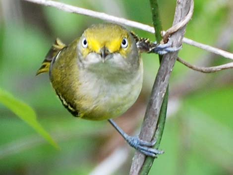 White-eyed Vireo (Vireo griseus)