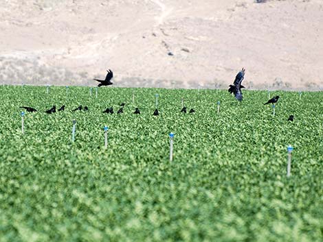 American Crow (Corvus brachyrhynchos)