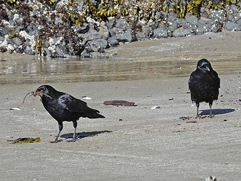 American Crow (Corvus brachyrhynchos)