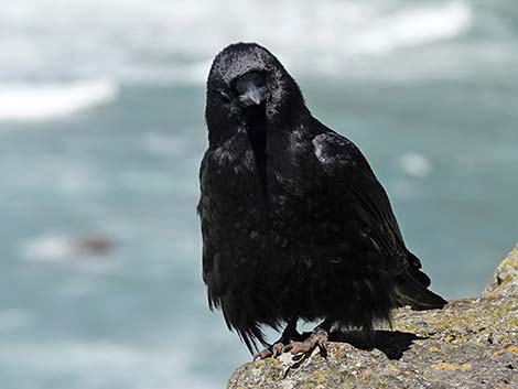 American Crow (Corvus brachyrhynchos)