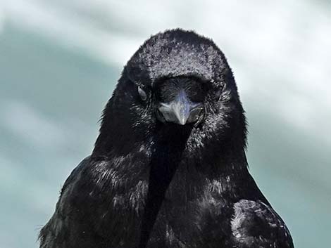 American Crow (Corvus brachyrhynchos)