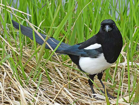 Black-billed Magpie (Pica hudsonia)