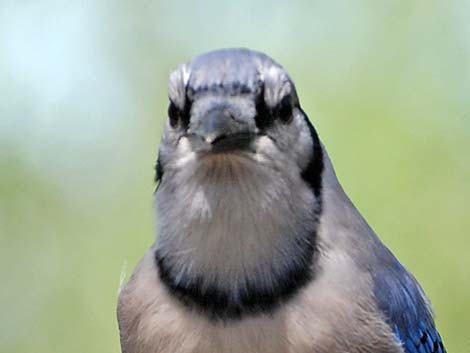 Blue Jay (Cyanocitta cristata)