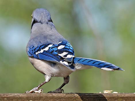 Blue Jay (Cyanocitta cristata)