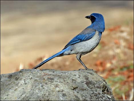 Western Scrub-Jay (Aphelocoma californica)