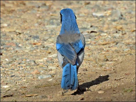 Western Scrub-Jay (Aphelocoma californica)