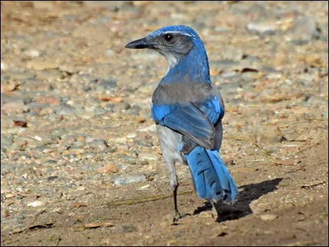 Western Scrub-Jay (Aphelocoma californica)