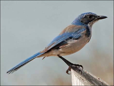 Western Scrub-Jay (Aphelocoma californica)