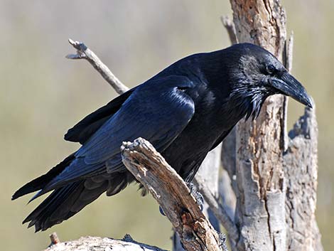 Chihuahuan Raven (Corvus cryptoleucus)