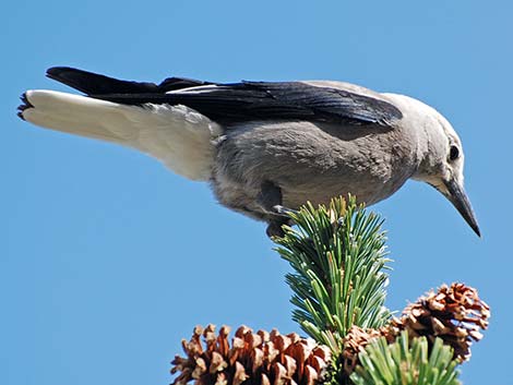 Clark's Nutcracker (Nucifraga columbiana)