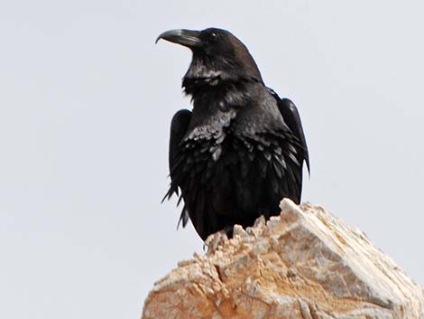 Common Raven (Corvus corax)