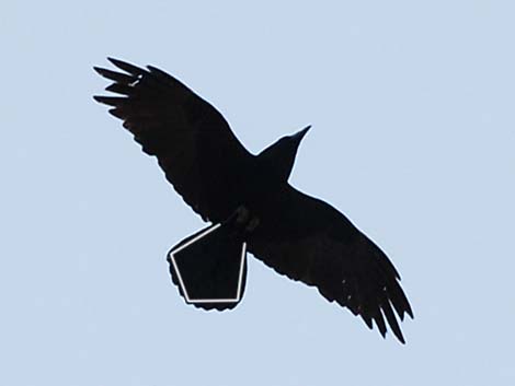 Common Raven (Corvus corax)