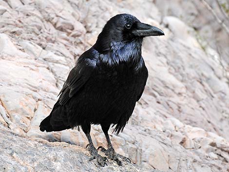 Common Raven (Corvus corax)