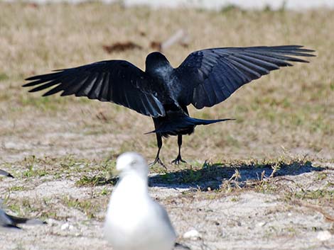 Fish Crow (Corvus ossifragus)