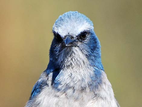 Florida Scrub-Jay (Aphelocoma coerulescens)