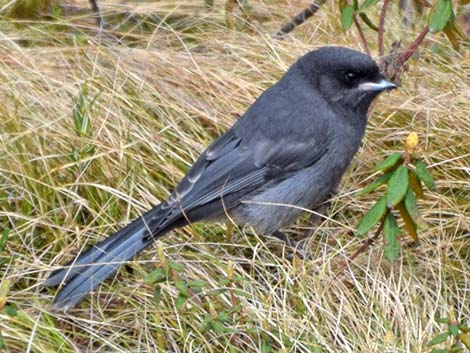 Canada Jay (Perisoreus canadensis)