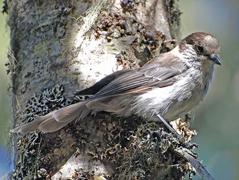 Canada Jay (Perisoreus canadensis)