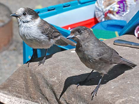 Canada Jay (Perisoreus canadensis)