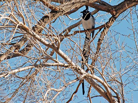 Black-throated Magpie Jay (Calocitta colliei)