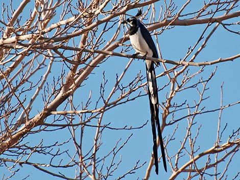 Black-throated Magpie Jay (Calocitta colliei)