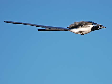 Black-throated Magpie Jay (Calocitta colliei)