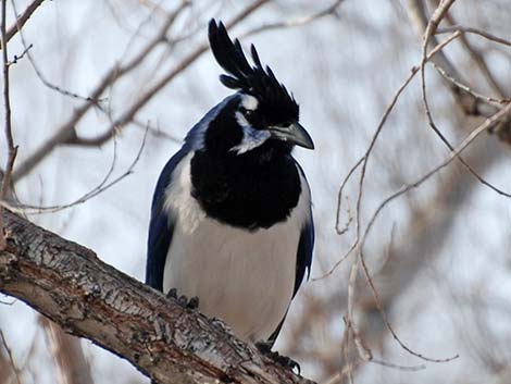 Black-throated Magpie Jay (Calocitta colliei)