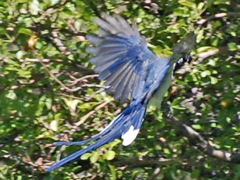 Black-throated Magpie Jay (Calocitta colliei)