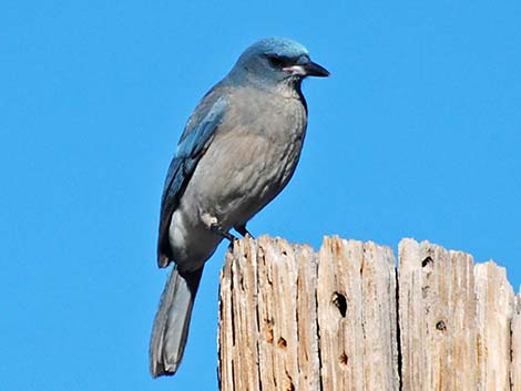 Mexican Jay (Aphelocoma ultramarina)