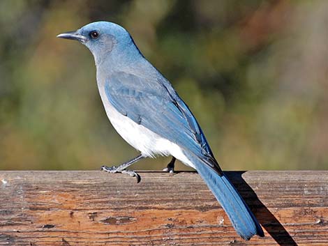 Mexican Jay (Aphelocoma ultramarina)