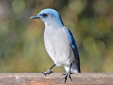 Mexican Jay (Aphelocoma ultramarina)