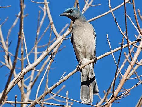 Mexican Jay (Aphelocoma ultramarina)