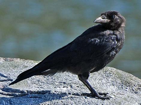 Northwestern Crow (Corvus caurinus)