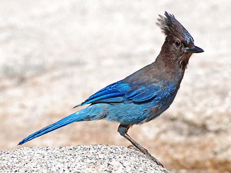 Steller's Jay (Cyanocitta stelleri)