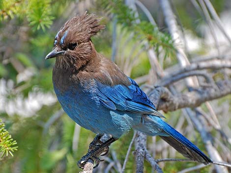 Steller's Jay (Cyanocitta stelleri)