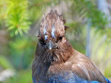 Steller's Jay (Cyanocitta stelleri)