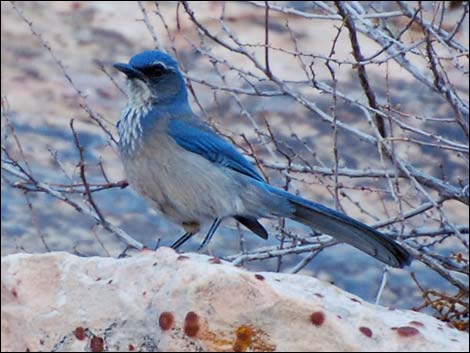 Woodhouse's Scrub-Jay