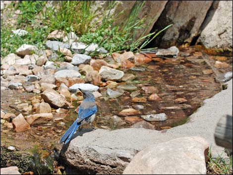 Western Scrub-Jay (Aphelocoma californica)