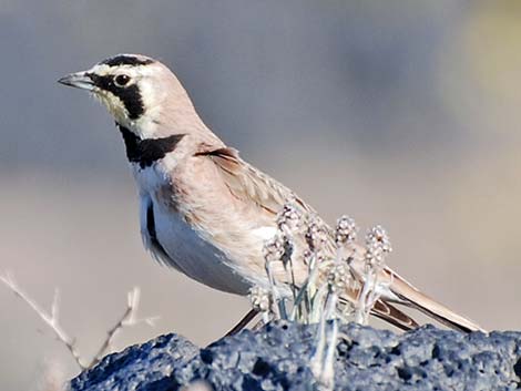 Horned Lark (Eremophila alpestris)