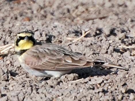 Horned Lark (Eremophila alpestris)