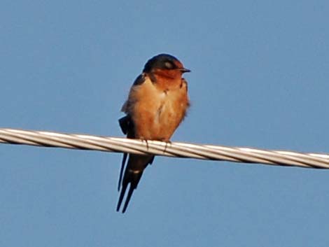 Barn Swallow (Hirundo rustica)