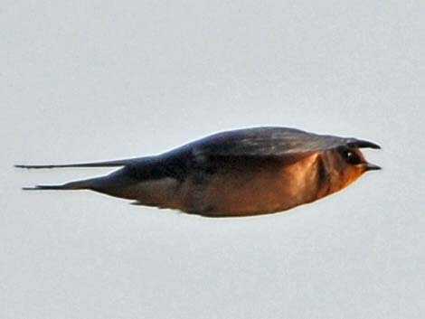 Barn Swallow (Hirundo rustica)