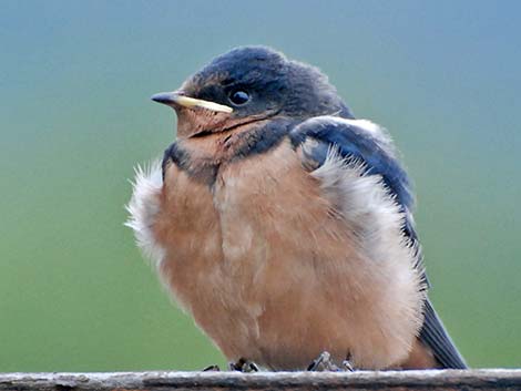 Barn Swallow (Hirundo rustica)