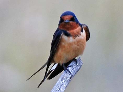 Barn Swallow (Hirundo rustica)