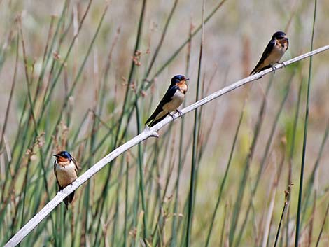 Barn Swallow (Hirundo rustica)