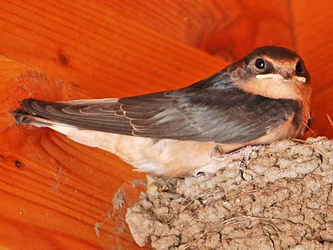 Barn Swallow (Hirundo rustica)